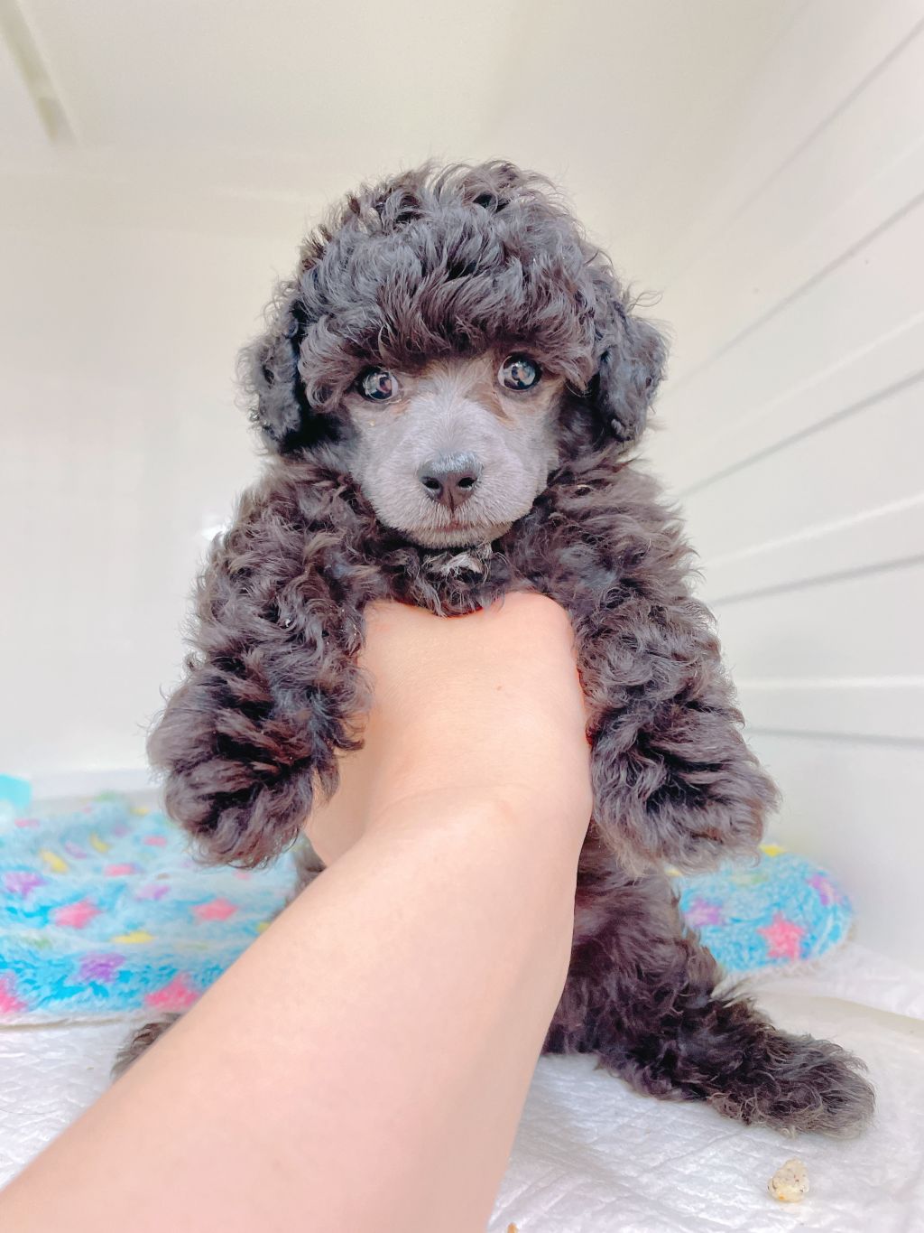 https://s3-ap-northeast-1.amazonaws.com/dev.ribbon-s3-jpn/image-pet-13680-20220622145638-0.jpeg