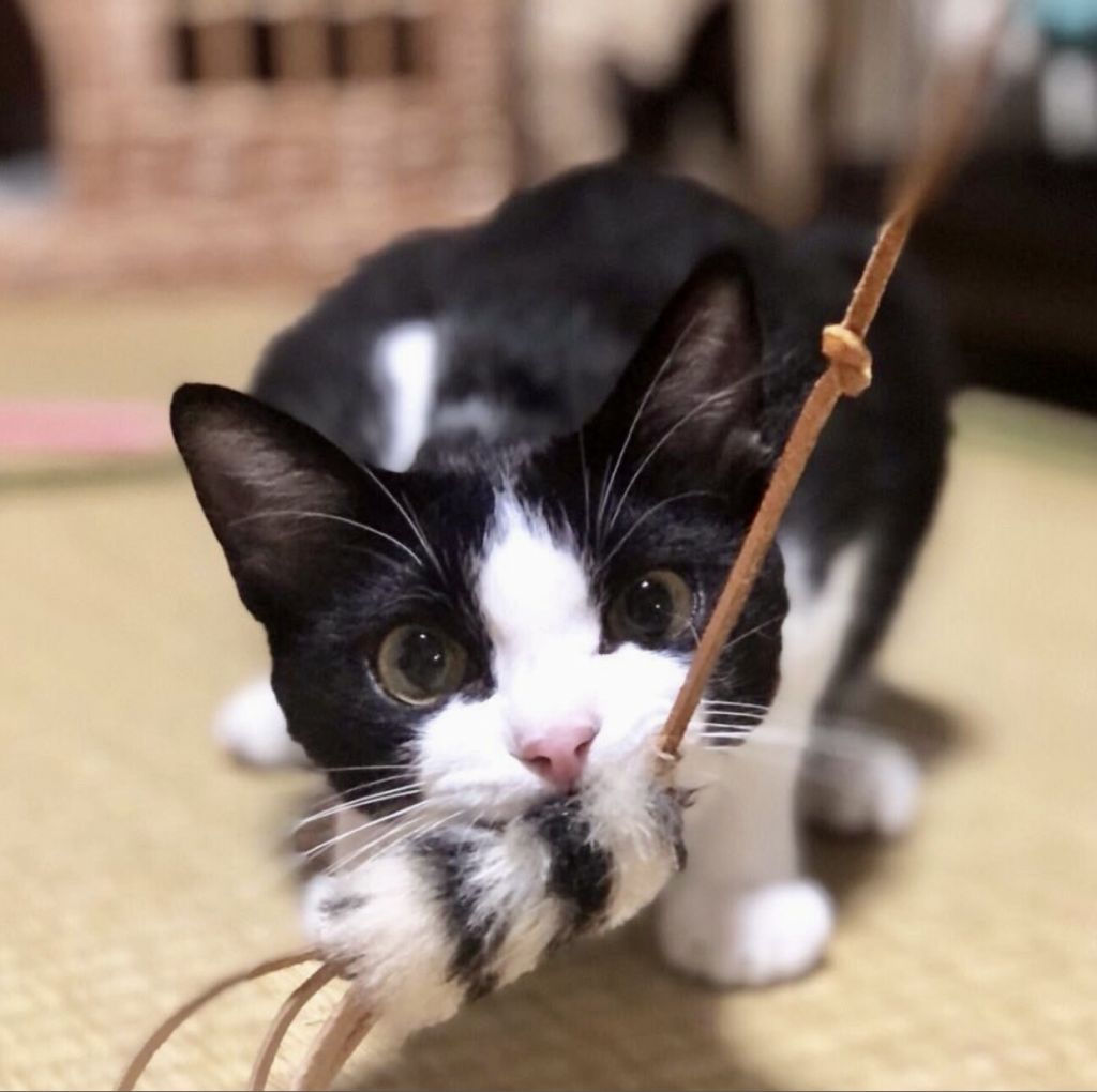 https://s3-ap-northeast-1.amazonaws.com/dev.ribbon-s3-jpn/image-pet-13688-20220622212132-0.jpeg