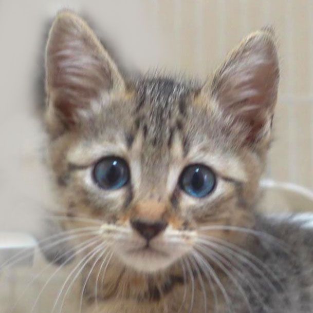 https://s3-ap-northeast-1.amazonaws.com/dev.ribbon-s3-jpn/image-pet-13702-20220623175021-0.jpeg