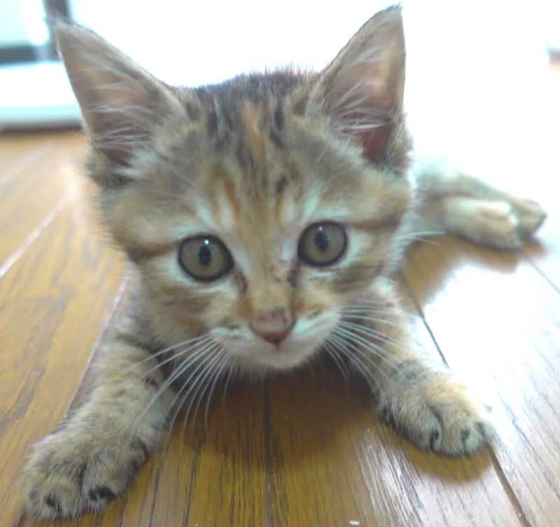 https://s3-ap-northeast-1.amazonaws.com/dev.ribbon-s3-jpn/image-pet-13703-20220623175202-0.jpeg