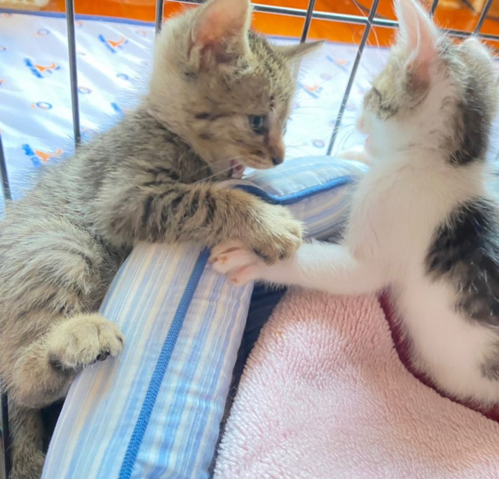 元気いっぱい かぎしっぽのキジトラさん 雑種 ミックス猫 Enn 保護犬 保護猫の里親募集サイトならomusubi お結び