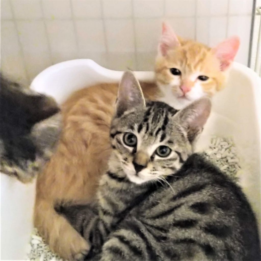 きなこ＆わらび＆あずき