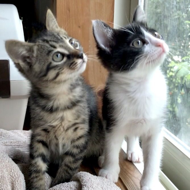https://s3-ap-northeast-1.amazonaws.com/dev.ribbon-s3-jpn/image-pet-13845-20220703004245-0.jpeg