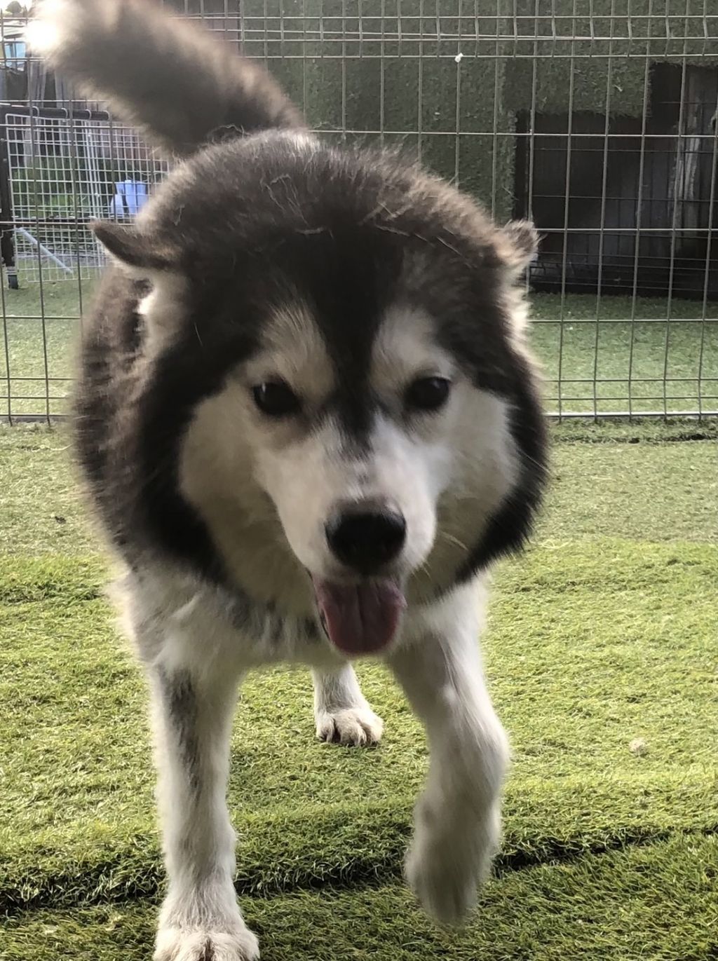 シベリアン ハスキー 犬の里親募集情報 Omusubi 審査制の保護犬猫マッチングサイト