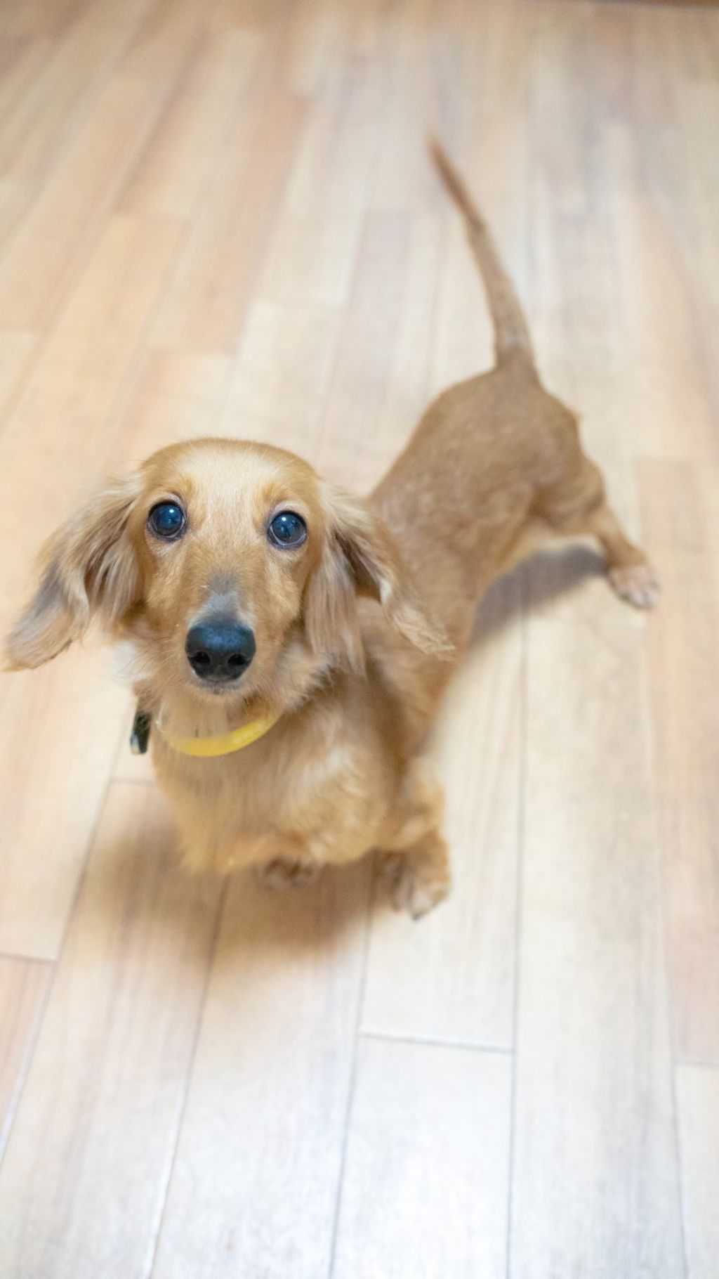 https://s3-ap-northeast-1.amazonaws.com/dev.ribbon-s3-jpn/image-pet-13967-20221020133327-0.jpeg