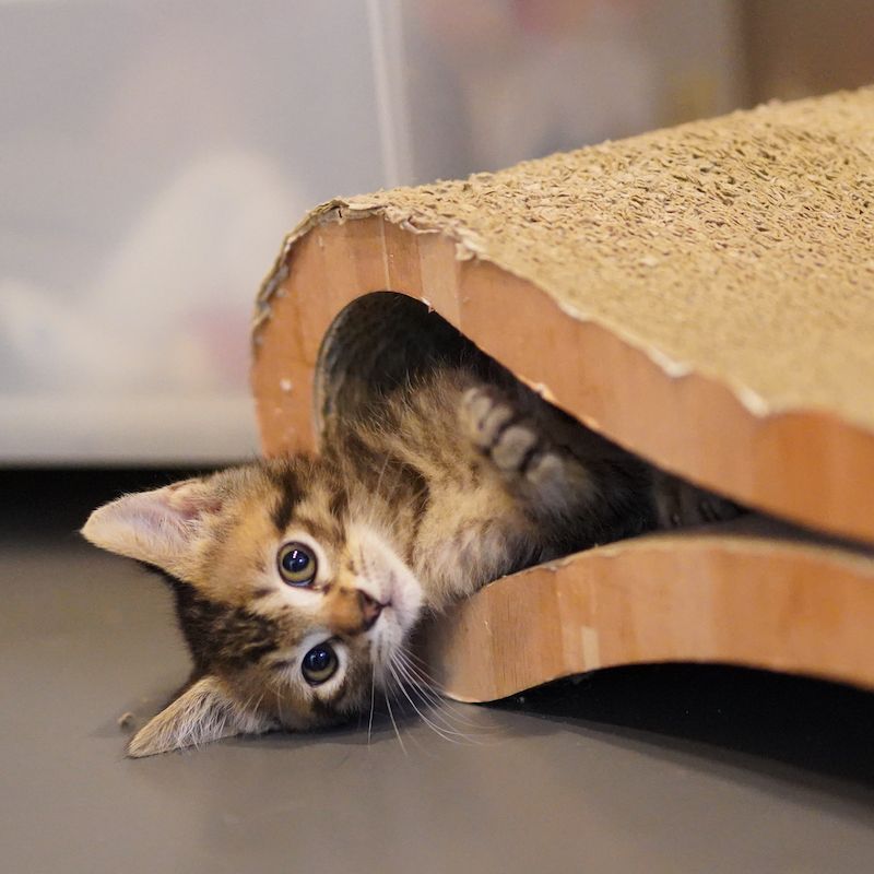 遊ぶの大好き かわいい 雑種 ミックス猫 ミャオ ねこのおうち 保護犬 保護猫の里親募集サイトならomusubi お結び