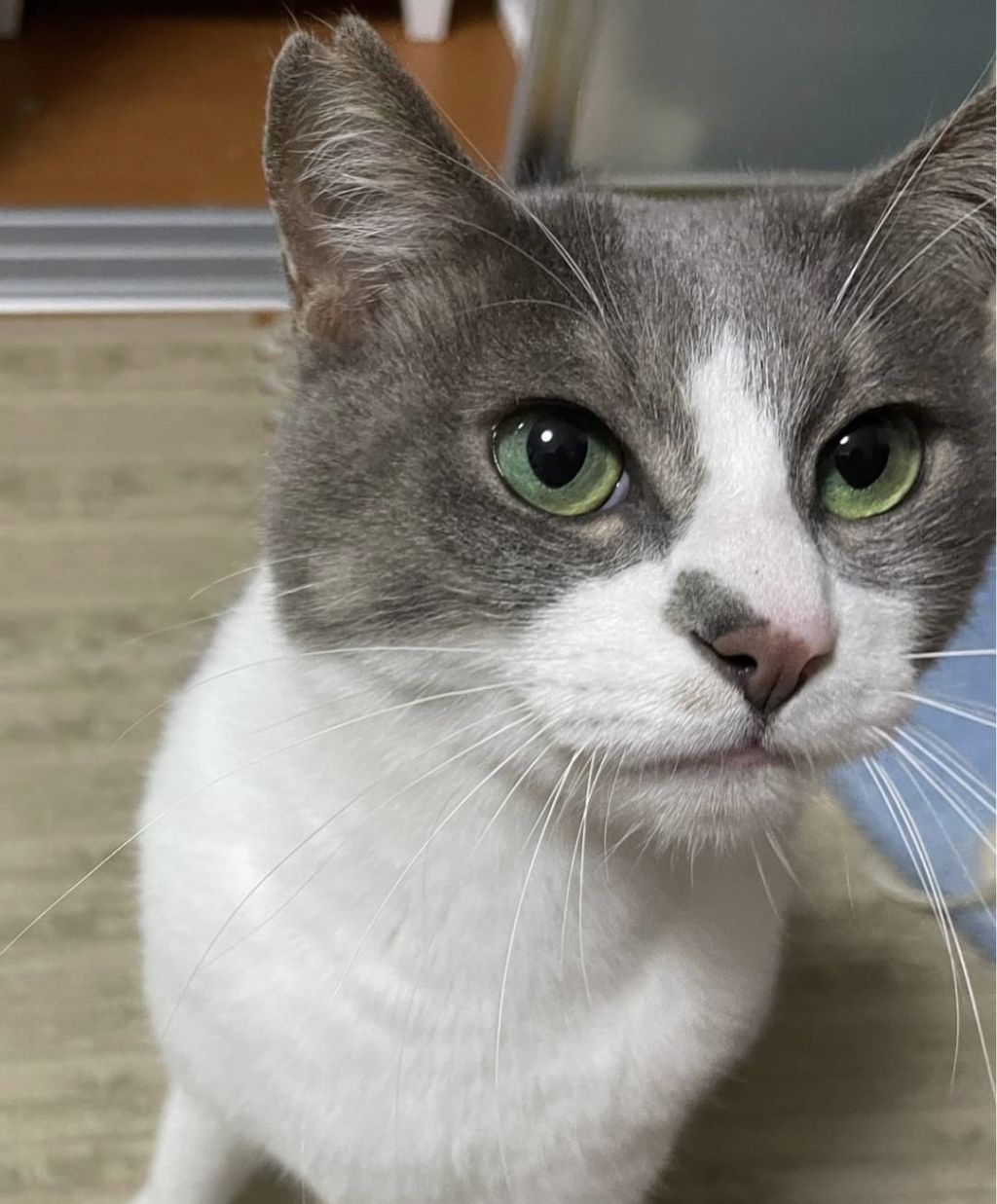 https://s3-ap-northeast-1.amazonaws.com/dev.ribbon-s3-jpn/image-pet-14065-20221204122524-0.jpeg