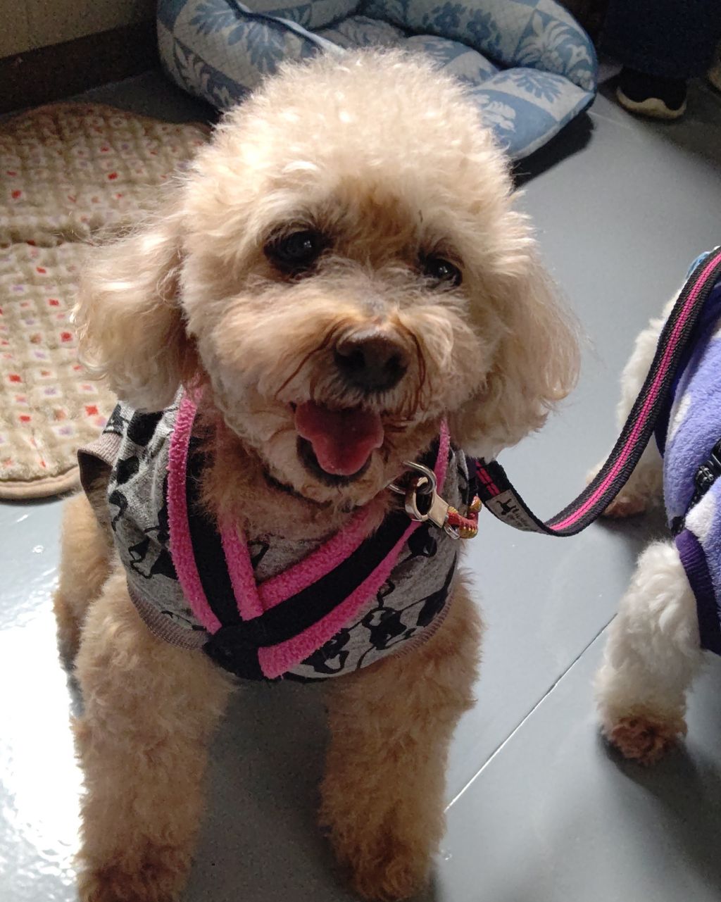 https://s3-ap-northeast-1.amazonaws.com/dev.ribbon-s3-jpn/image-pet-14077-20221129230856-0.jpeg