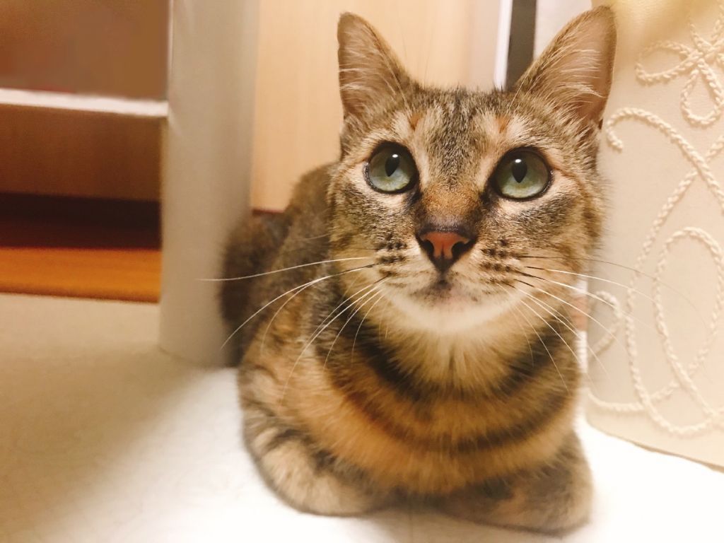 ミルクを作る音に気づいた子猫達がヨチヨチ歩きでママの元へ