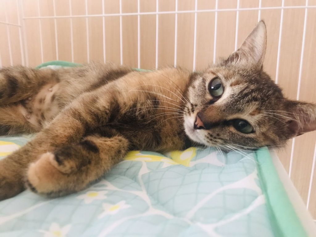 猫の里親募集】千葉県・雑種・ほくろがチャームポイントの
