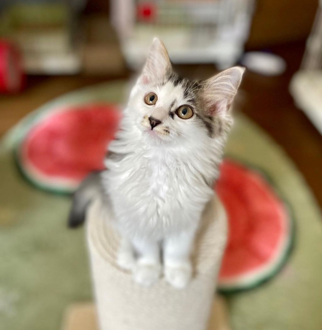 ラリック猫 ネコのクリスタル 里親募集 銀 Oakwood Ir