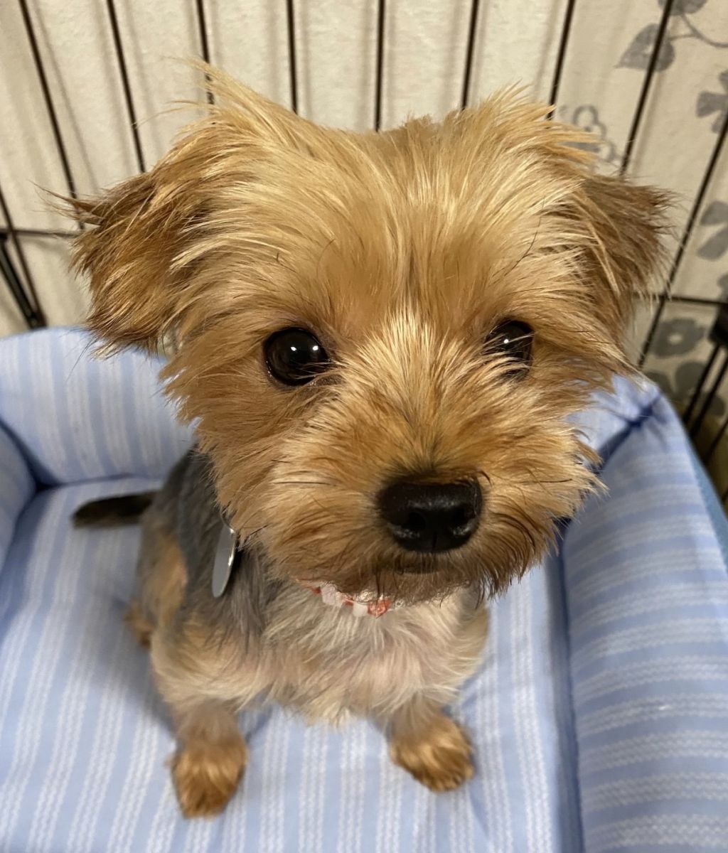 くりくりお目々で魅了しちゃうよ ヨーキーの女の子 ヨークシャー テリア 一般社団法人sora小さな命を救う会 保護犬 保護猫の里親募集サイトならomusubi お結び