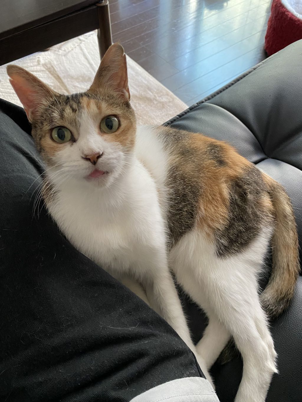 https://s3-ap-northeast-1.amazonaws.com/dev.ribbon-s3-jpn/image-pet-14166-20220829082610-0.jpeg