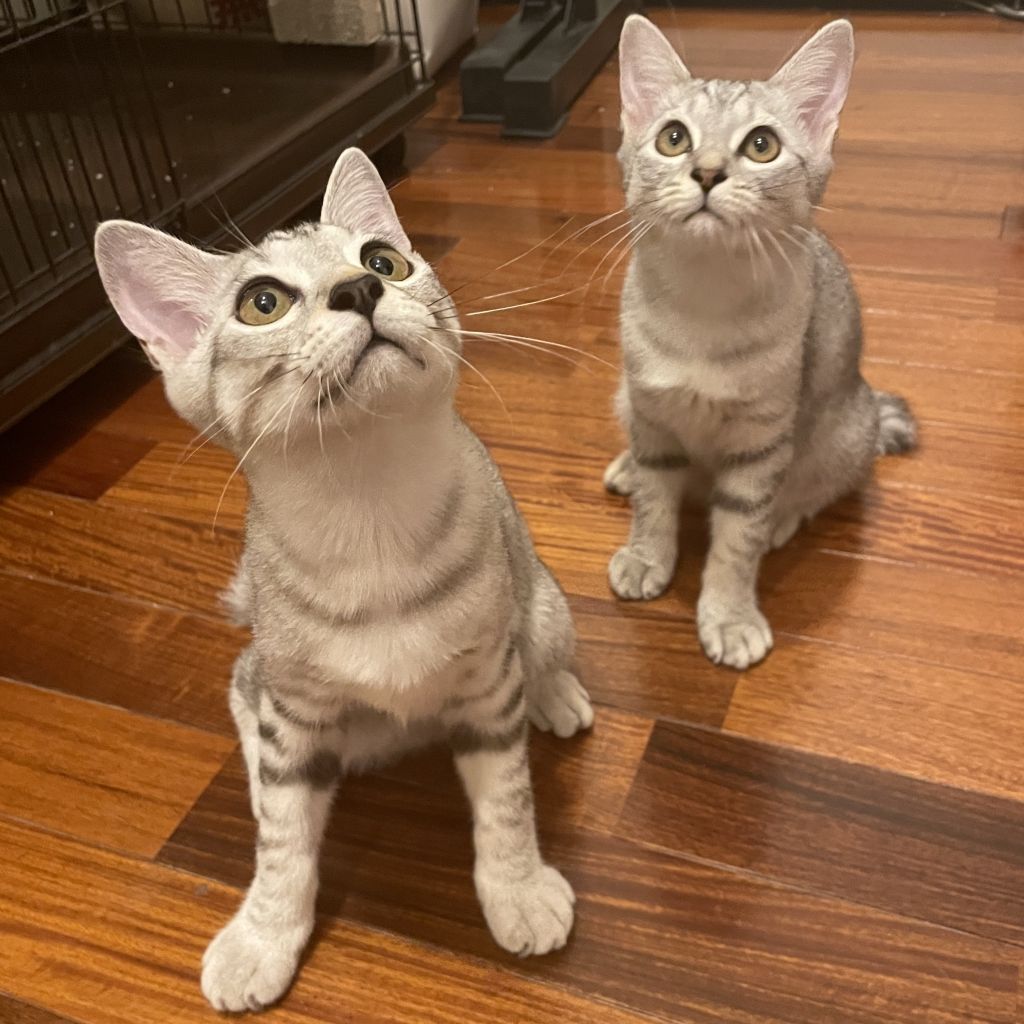 https://s3-ap-northeast-1.amazonaws.com/dev.ribbon-s3-jpn/image-pet-14248-20221103012416-0.jpeg