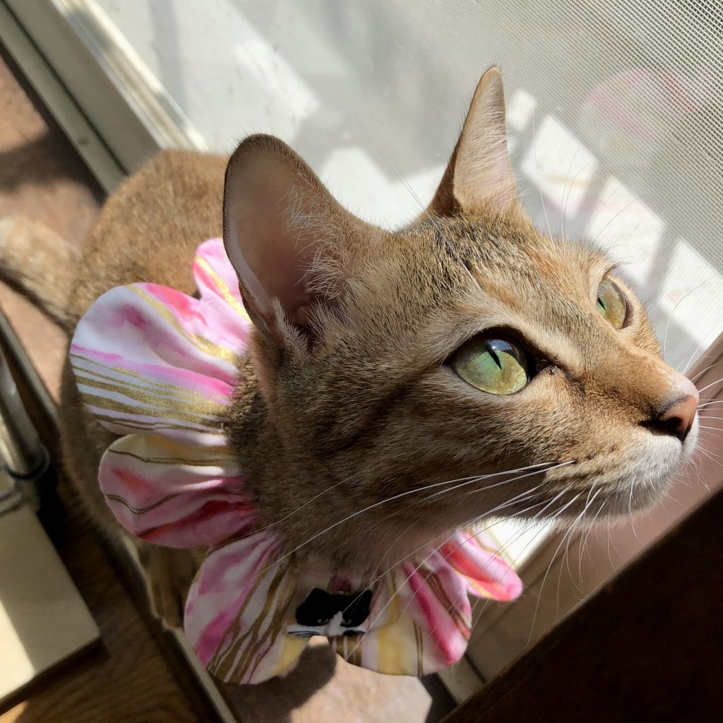 アイラインクッキリ美猫 人間大好き甘えん坊な幼母猫さんです 雑種 ミックス猫 Sabi Neko F 保護犬 保護猫 の里親募集サイトならomusubi お結び