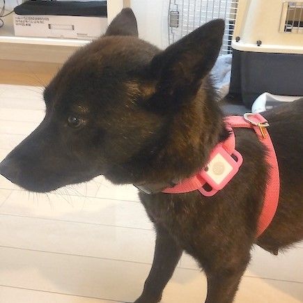 人馴れは進化中 愛らしい甲斐犬mix女子 雑種 ミックス犬 ちばわん 保護犬 保護猫の里親募集サイトならomusubi お結び