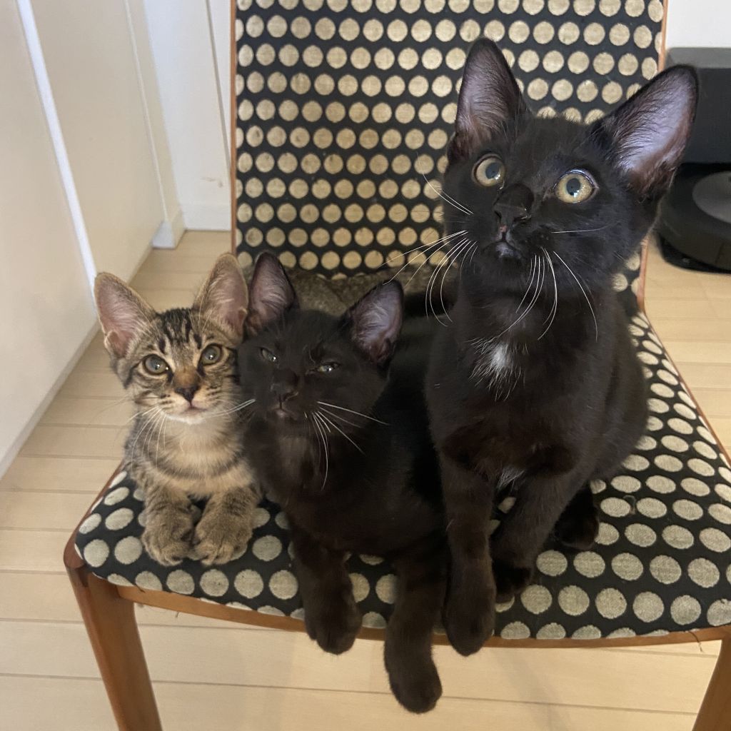 https://s3-ap-northeast-1.amazonaws.com/dev.ribbon-s3-jpn/image-pet-14335-20220726142806-0.jpeg