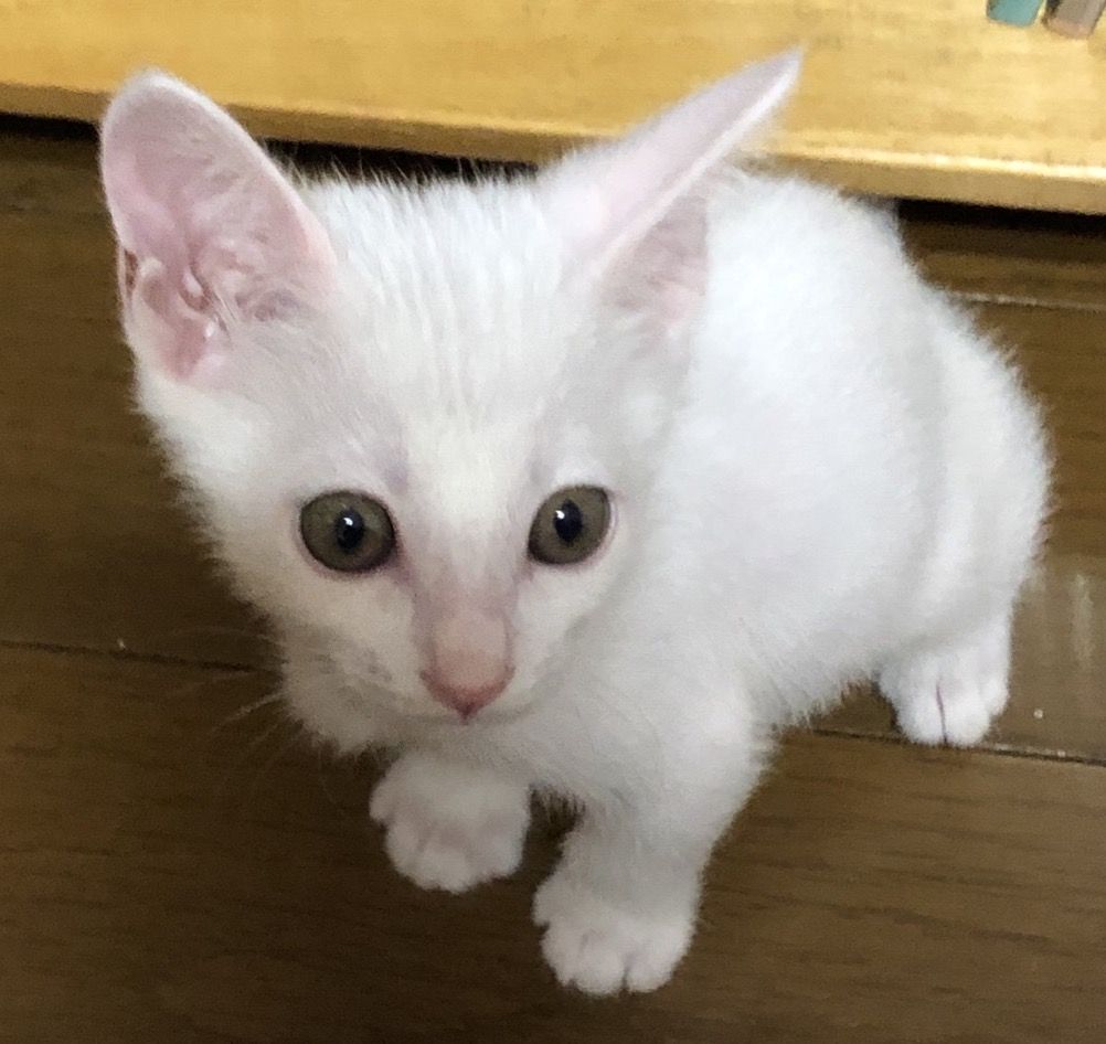 白猫おっとり甘えん坊男子 雑種 ミックス猫 Npo法人倉敷猫まもりの会 保護犬 保護猫の里親募集サイトならomusubi お結び