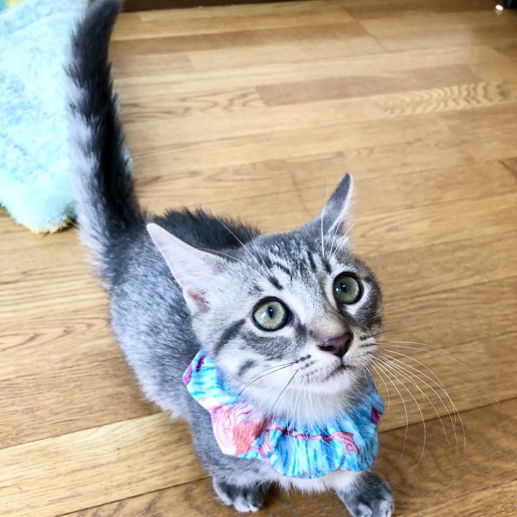 短足サバトラ柄 元気ハツラツな男の子2ヶ月 雑種 ミックス猫 Sabi Neko F 保護犬 保護猫 の里親募集サイトならomusubi お結び