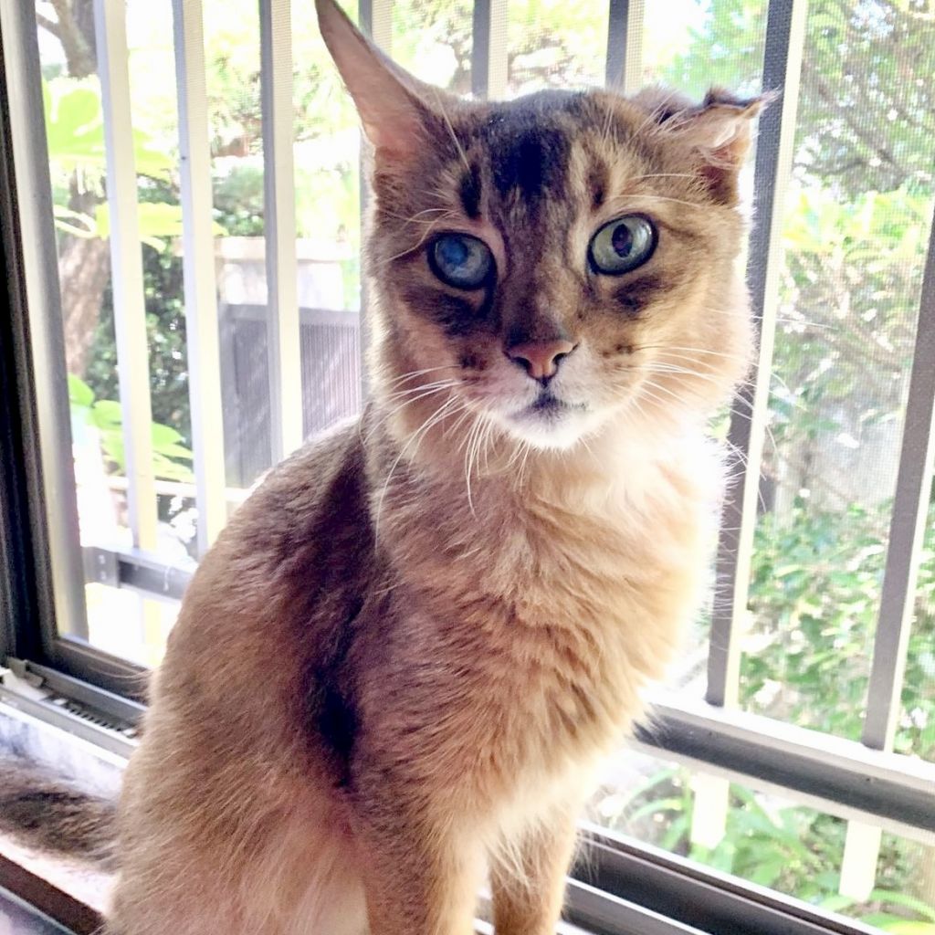 とにかくヒトがだぁ いすき ソマリ にゃんq事務局 保護犬 保護猫の里親募集サイトならomusubi お結び