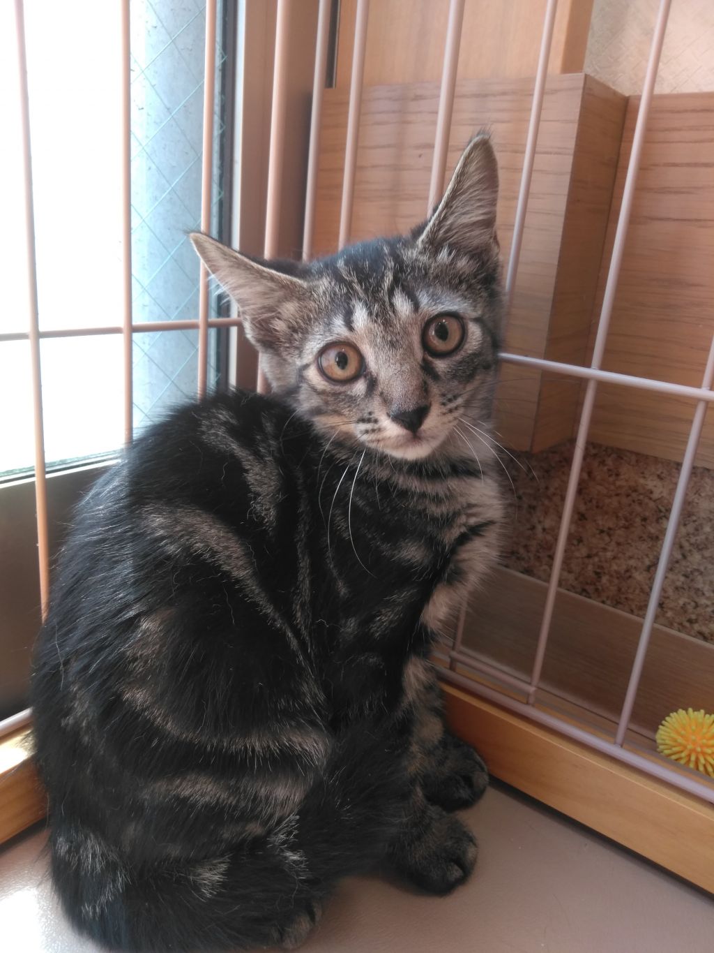 https://s3-ap-northeast-1.amazonaws.com/dev.ribbon-s3-jpn/image-pet-14486-20220802140750-0.jpeg