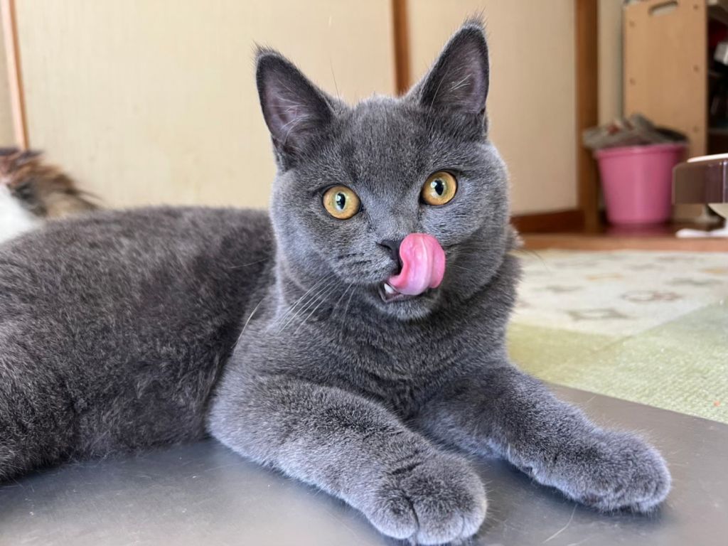 ダミアン