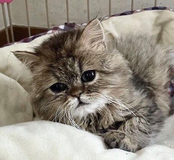 人好きなおっとり男子です ペルシャ おっぽの会 保護犬 保護猫の里親募集サイトならomusubi お結び 人好きなおっとり男子です ペルシャ おっぽの会 保護犬 保護猫の里親募集サイトならomusubi お結び