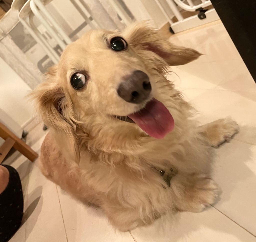 https://s3-ap-northeast-1.amazonaws.com/dev.ribbon-s3-jpn/image-pet-14705-20220814194651-0.jpeg