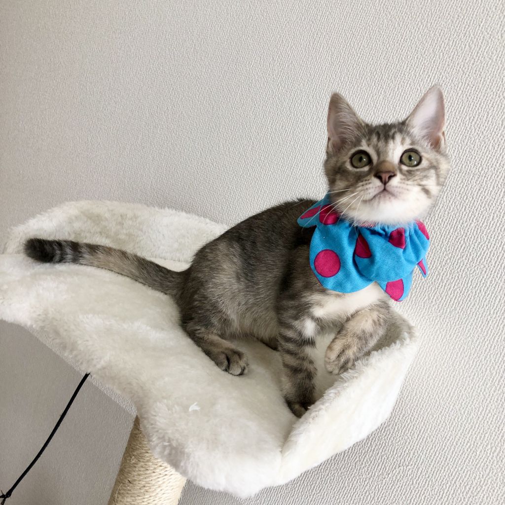 セピアグレー珍しいキジサビ柄 元気ハツラツな紅ちゃん 雑種 ミックス猫 Sabi Neko F 保護犬 保護猫 の里親募集サイトならomusubi お結び