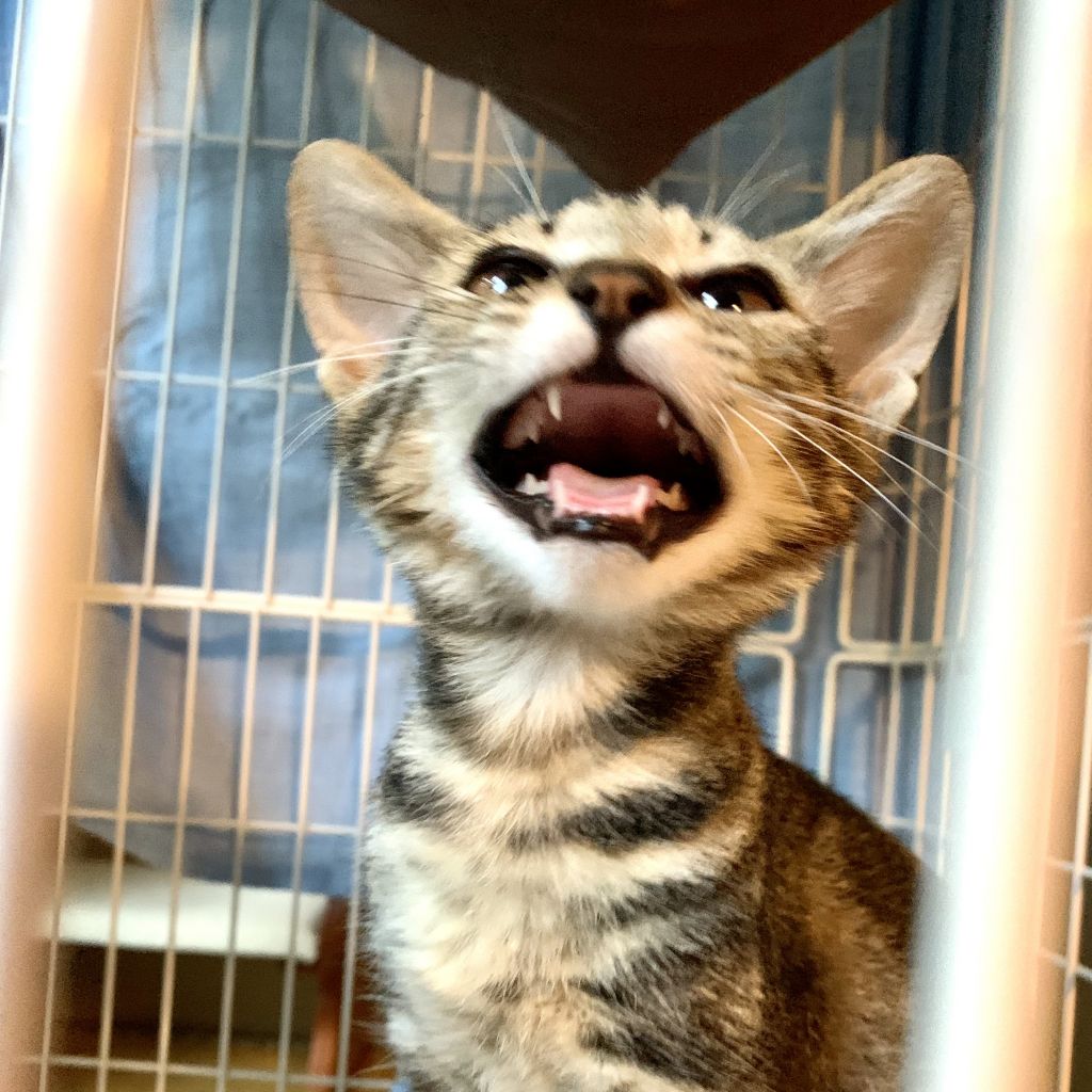 https://s3-ap-northeast-1.amazonaws.com/dev.ribbon-s3-jpn/image-pet-14794-20220819045152-0.jpeg