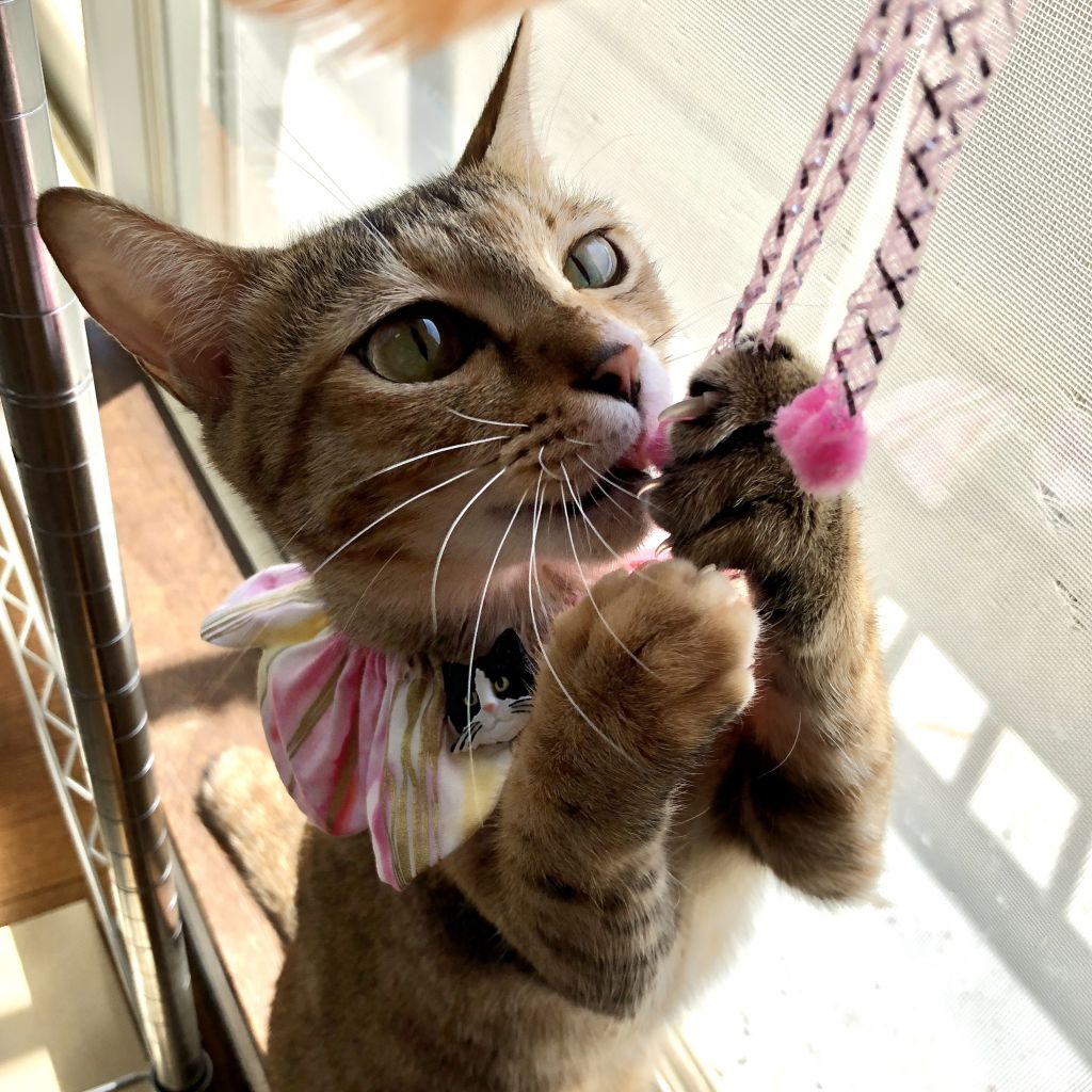 アイラインクッキリ美猫 人間大好き甘えん坊な幼母猫さんです 雑種 ミックス猫 Sabi Neko F 保護犬 保護猫 の里親募集サイトならomusubi お結び