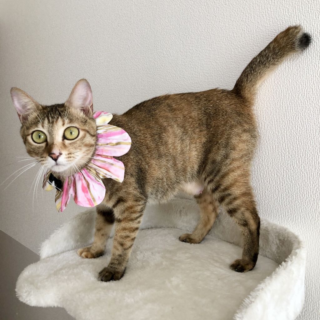 アイラインクッキリ美猫 人間大好き甘えん坊な幼母猫さんです 雑種 ミックス猫 Sabi Neko F 保護犬 保護猫 の里親募集サイトならomusubi お結び