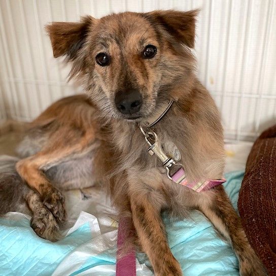 少しシャイだけど 元気で遊び好きな男の子 雑種 ミックス犬 ちばわん 保護犬 保護猫の里親募集サイトならomusubi お結び