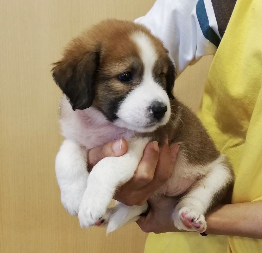 中型犬 犬の里親募集情報 Omusubi 審査制の保護犬猫マッチングサイト