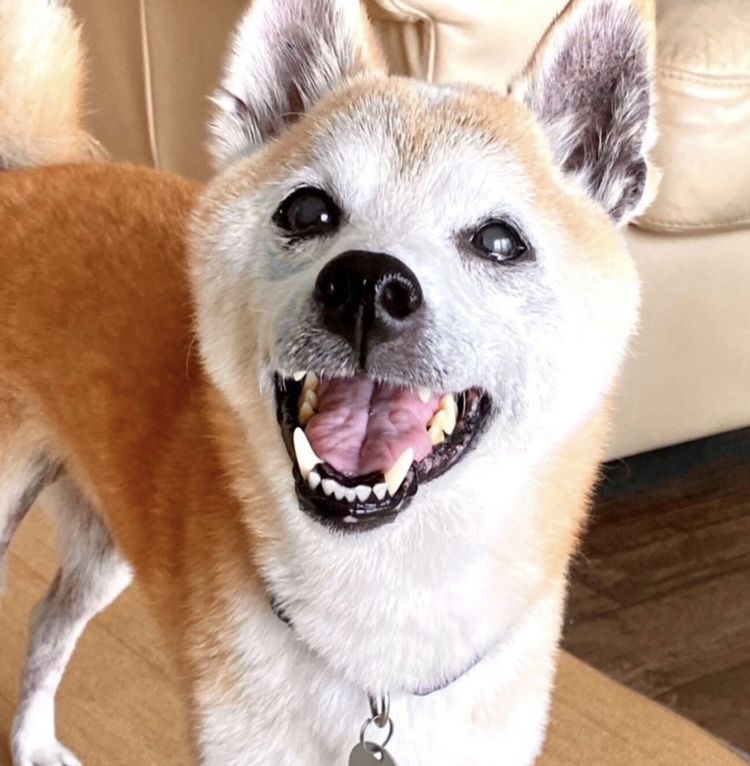 https://s3-ap-northeast-1.amazonaws.com/dev.ribbon-s3-jpn/image-pet-15062-20220903152705-0.jpeg