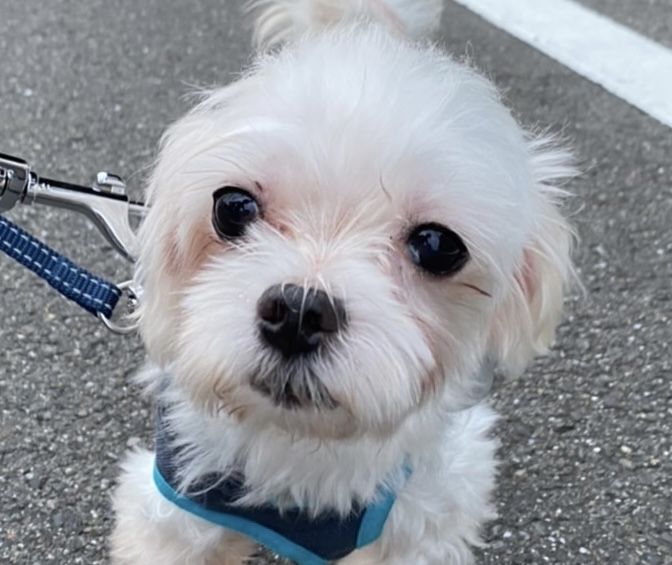 https://s3-ap-northeast-1.amazonaws.com/dev.ribbon-s3-jpn/image-pet-15096-20220903215711-0.jpeg