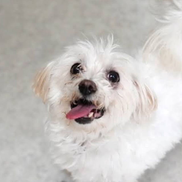 https://s3-ap-northeast-1.amazonaws.com/dev.ribbon-s3-jpn/image-pet-15116-20221108003817-0.jpeg