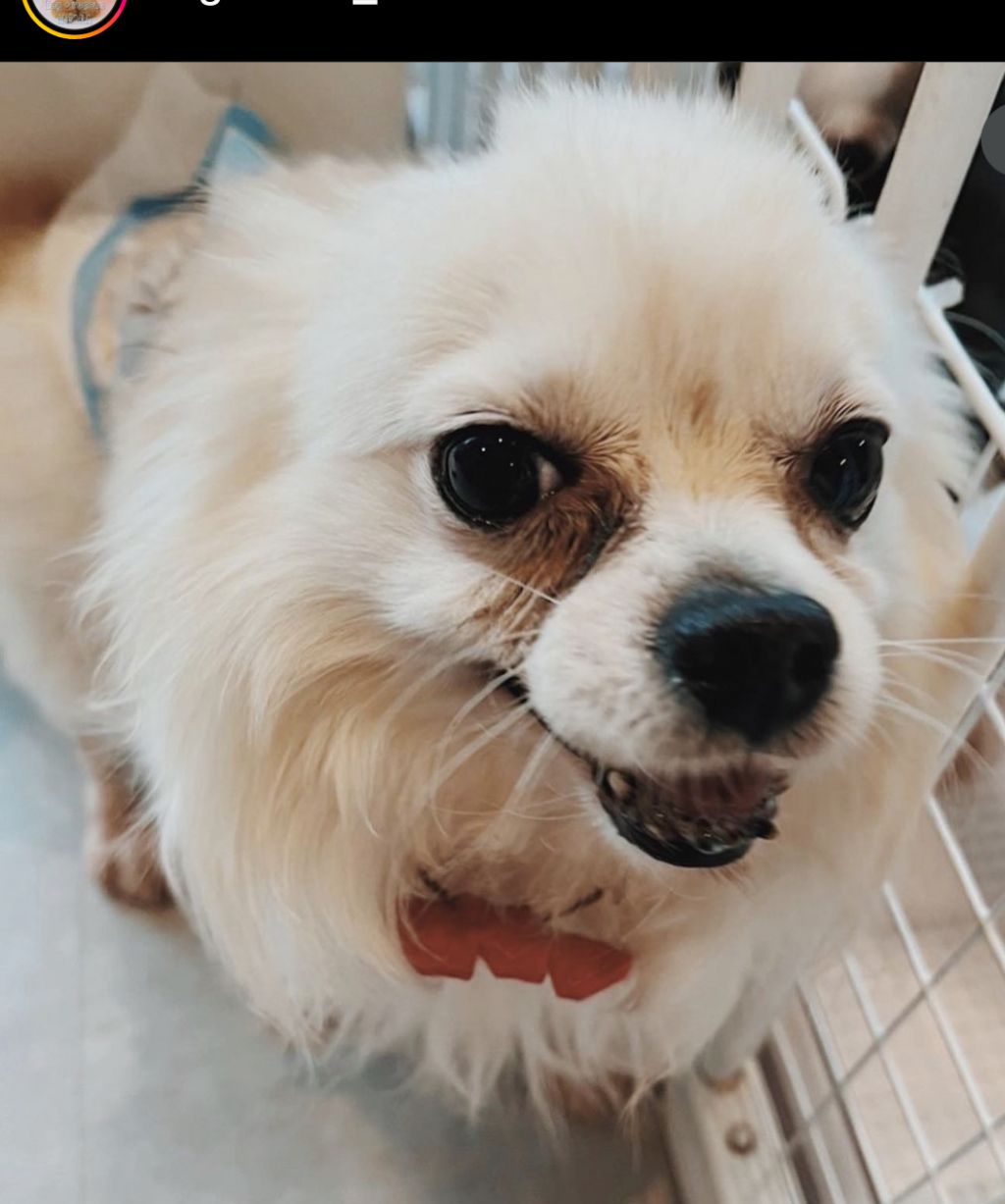 https://s3-ap-northeast-1.amazonaws.com/dev.ribbon-s3-jpn/image-pet-15311-20220913172831-0.jpeg