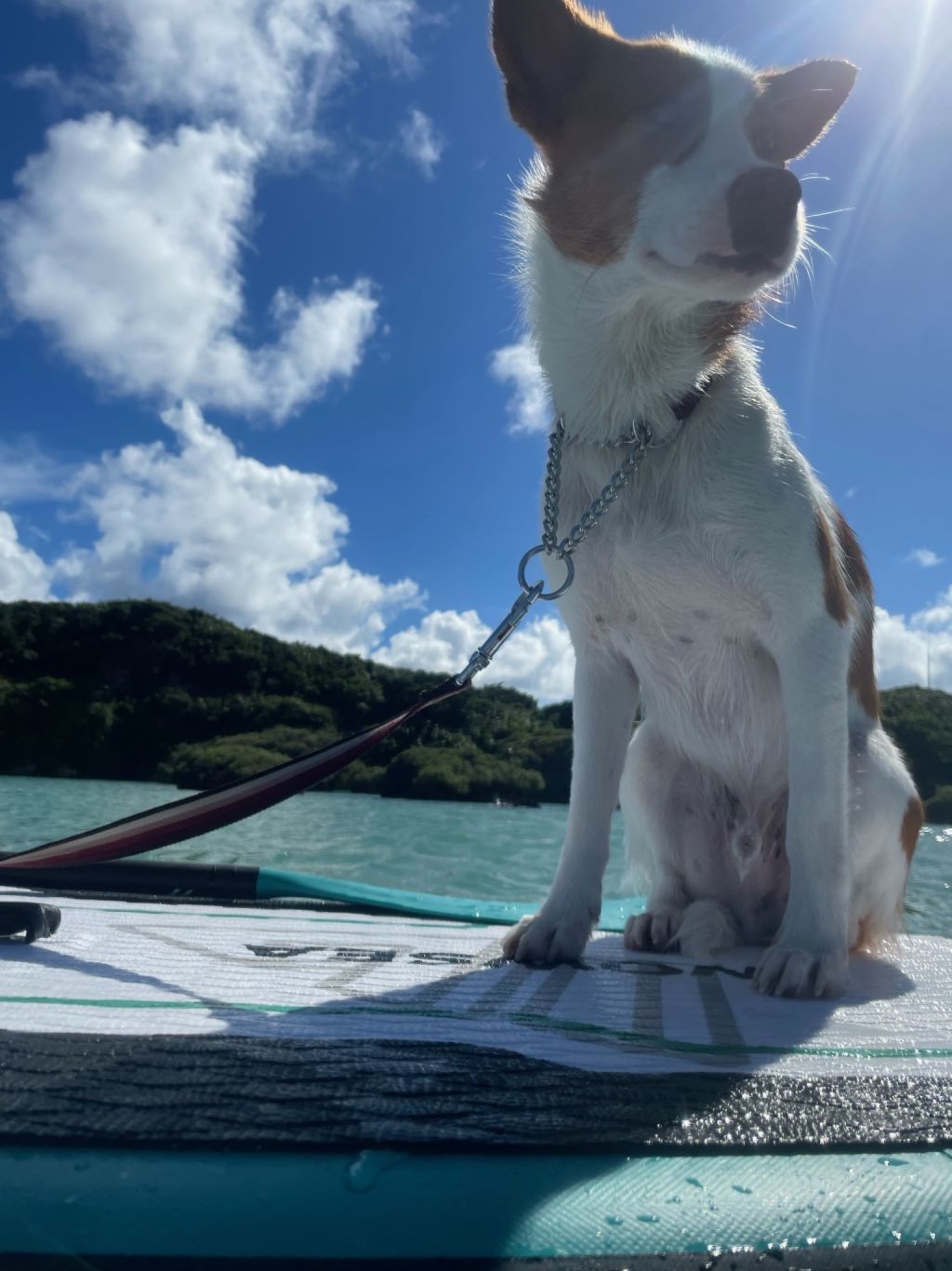 https://s3-ap-northeast-1.amazonaws.com/dev.ribbon-s3-jpn/image-pet-15464-20220921162211-0.jpeg