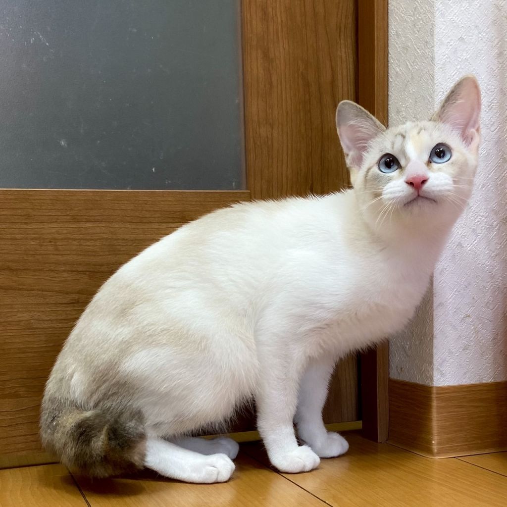 雑種 ミックス猫 猫の里親募集情報 Omusubi 審査制の保護犬猫マッチングサイト 雑種 ミックス猫 猫の里親募集情報 Omusubi 審査制の保護犬猫マッチングサイト