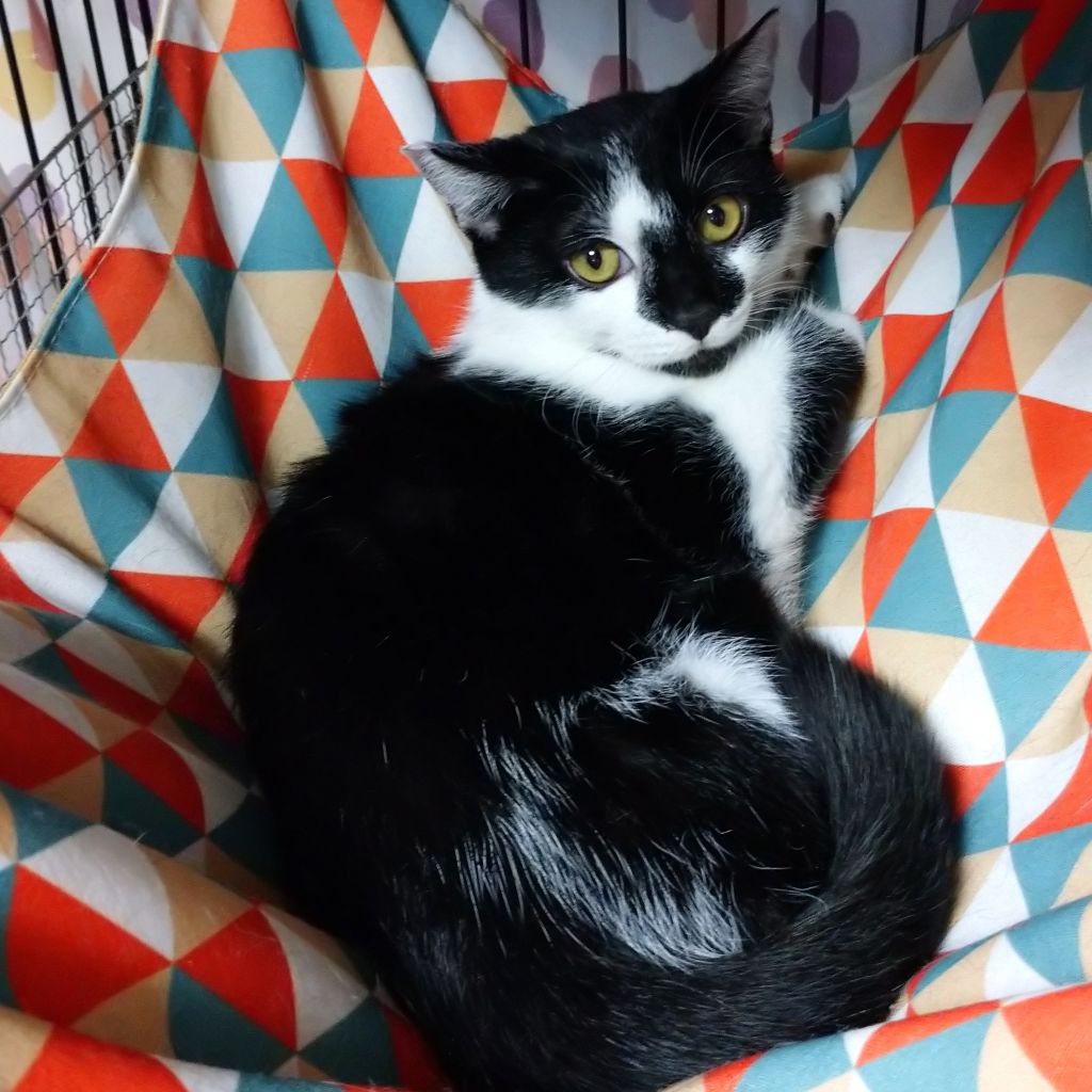 仲良しwイケメン ペア譲渡 雑種 ミックス猫 みなとねこ 保護犬 保護猫の里親募集サイトならomusubi お結び 仲良しwイケメン ペア譲渡 雑種 ミックス猫 みなとねこ 保護犬 保護猫の里親募集サイトならomusubi お結び