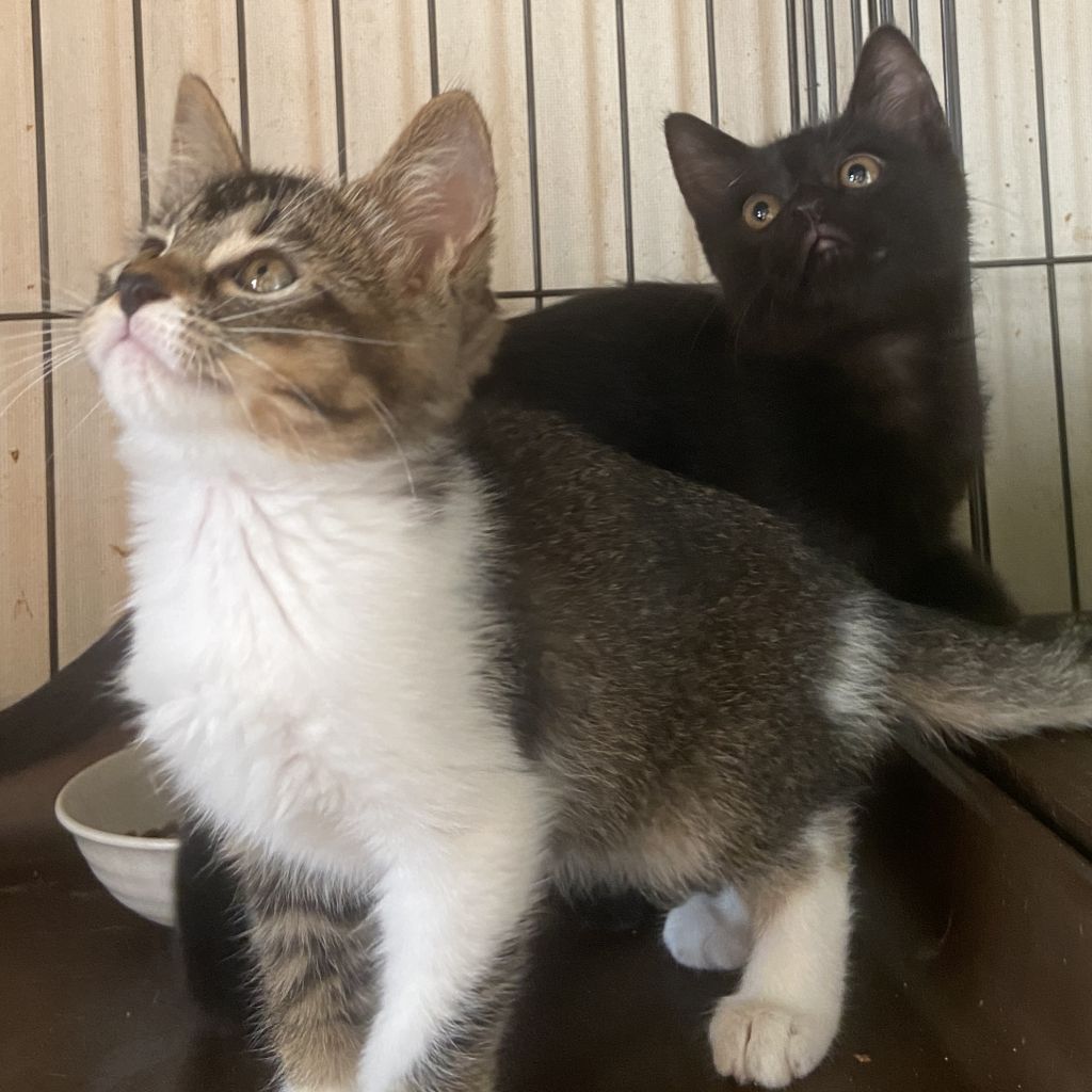 https://s3-ap-northeast-1.amazonaws.com/dev.ribbon-s3-jpn/image-pet-15524-20220924234751-0.jpeg