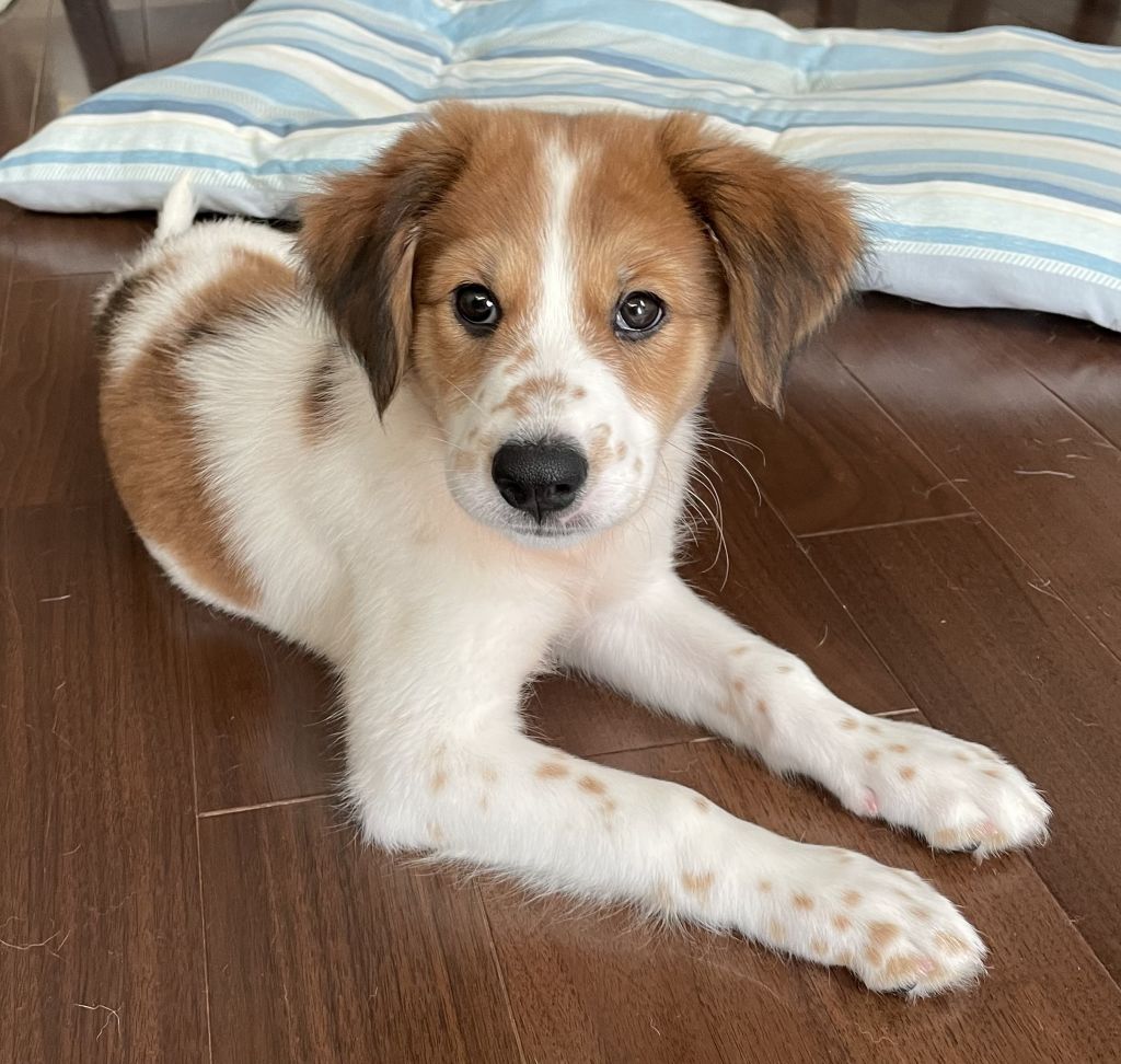 元気いっぱいの子犬です 愛情いっぱい育ててください 雑種 ミックス犬 愛護団体 わんにゃん小梅保育園 ｆａｒｃｏ 保護犬 保護猫の里親募集サイトならomusubi お結び