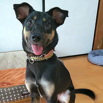 犬が大好き 明るく元気な甘えん坊 雑種 ミックス犬 ちばわん 保護犬 保護猫の里親募集サイトならomusubi お結び