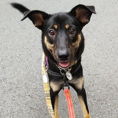 犬が大好き 明るく元気な甘えん坊 雑種 ミックス犬 ちばわん 保護犬 保護猫の里親募集サイトならomusubi お結び