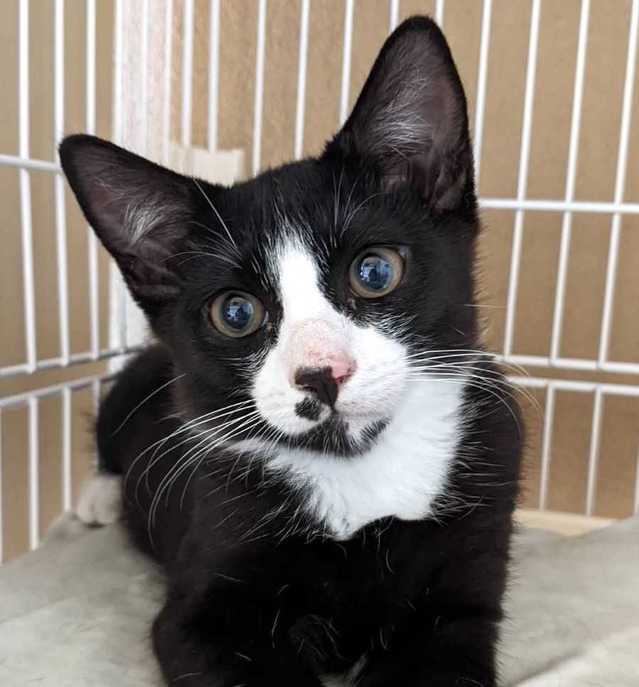 白黒猫 猫の里親募集情報 Omusubi 審査制の保護犬猫マッチングサイト 白黒猫 猫の里親募集情報 Omusubi 審査制の保護犬猫マッチングサイト