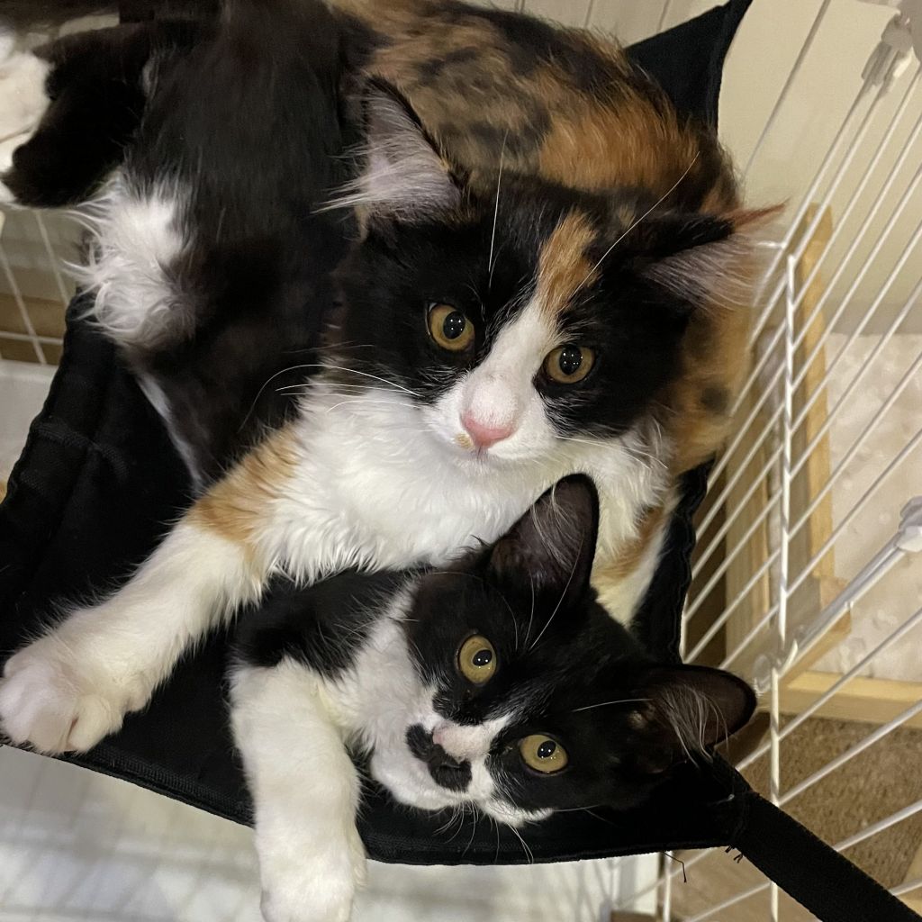 猫の里親募集情報 Omusubi 審査制の保護犬猫マッチングサイト