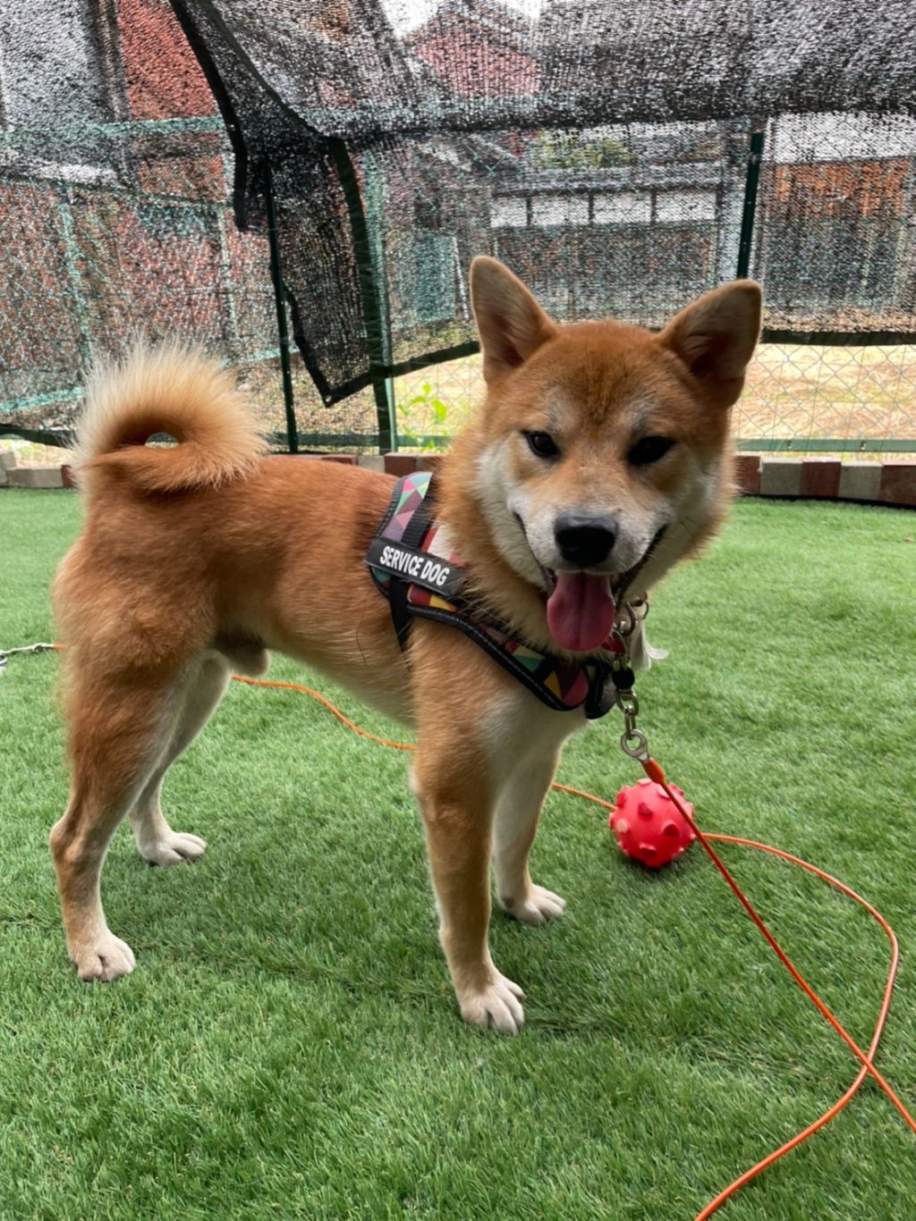 https://s3-ap-northeast-1.amazonaws.com/dev.ribbon-s3-jpn/image-pet-15758-20221023201318-0.jpeg