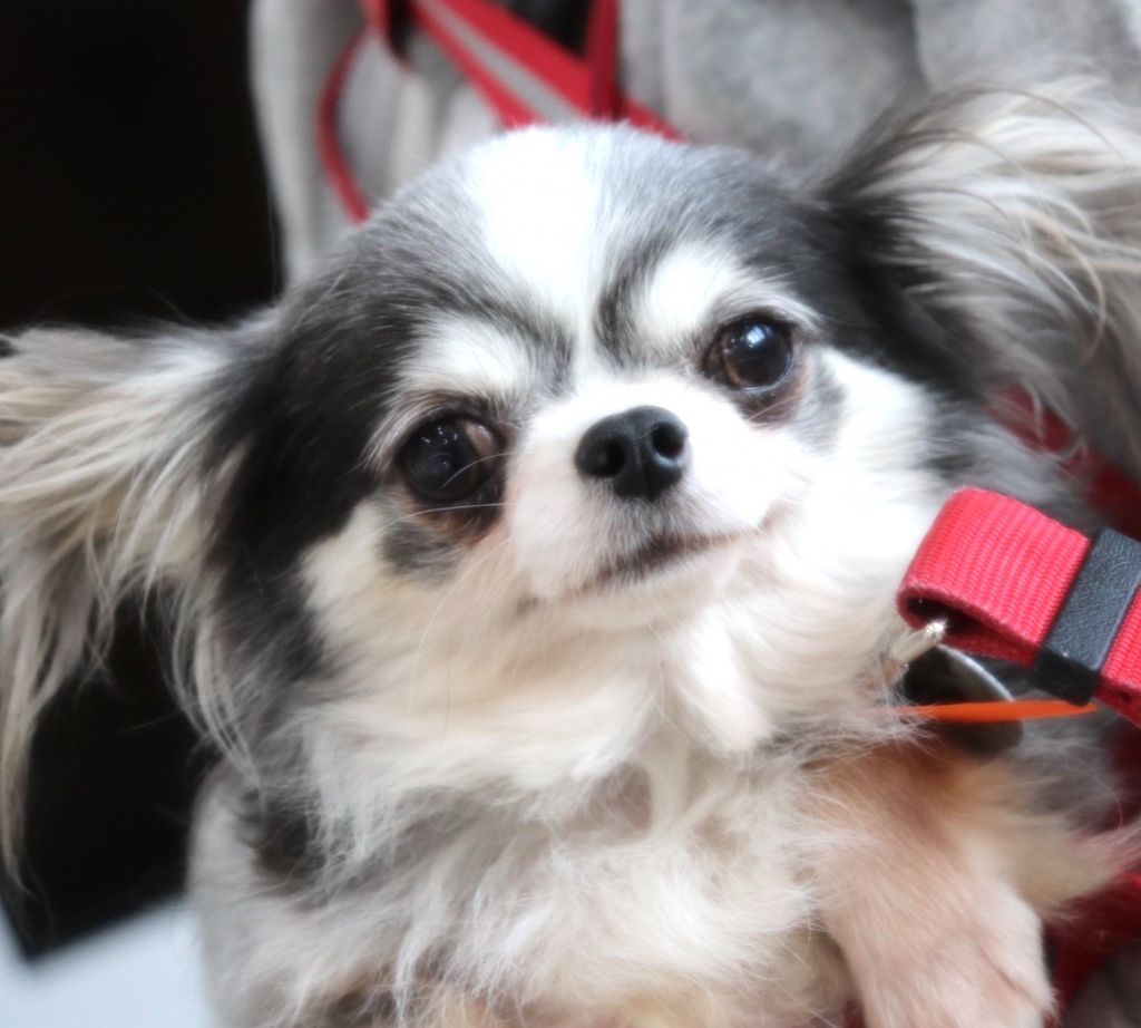 https://s3-ap-northeast-1.amazonaws.com/dev.ribbon-s3-jpn/image-pet-15772-20221123223428-0.jpeg