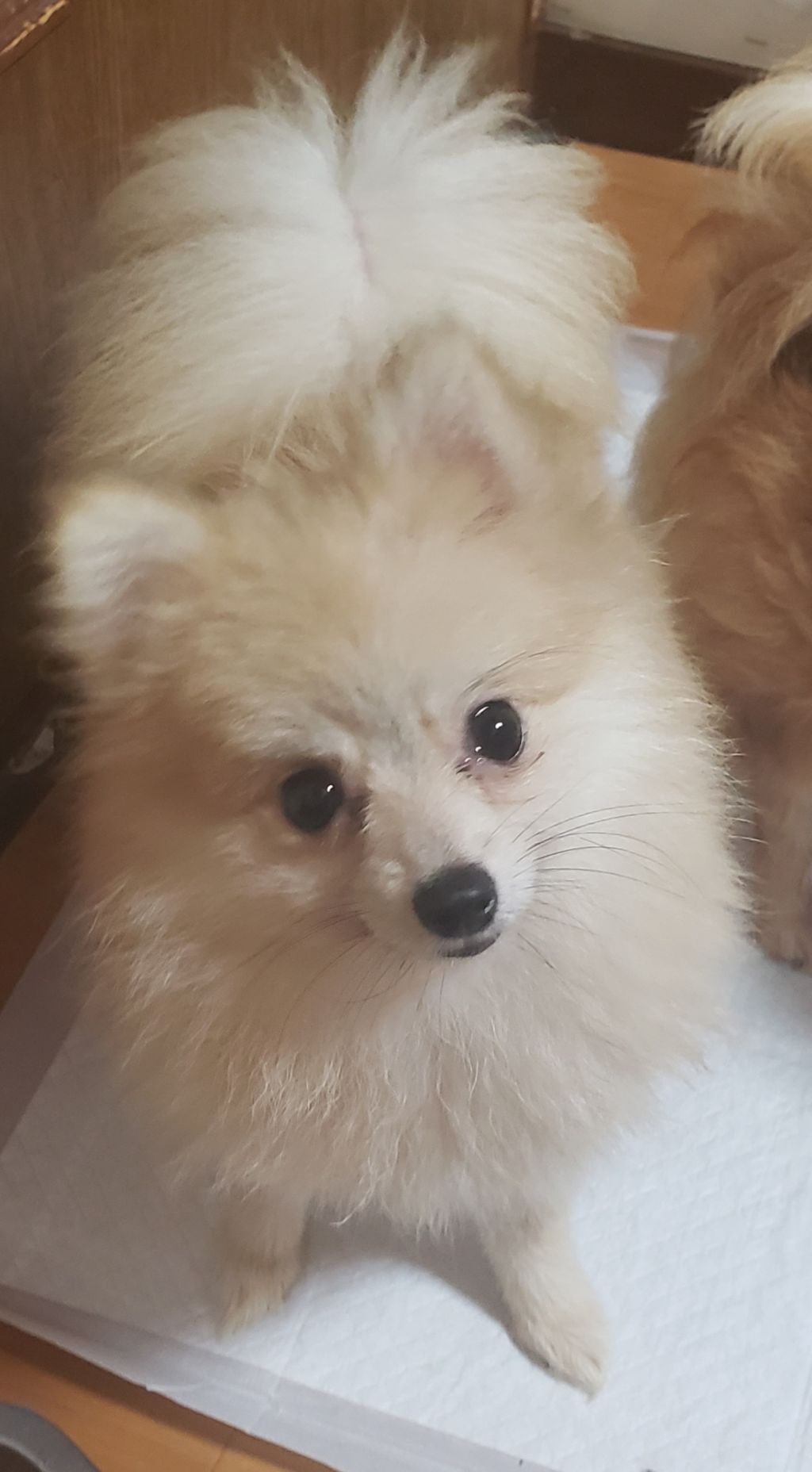 https://s3-ap-northeast-1.amazonaws.com/dev.ribbon-s3-jpn/image-pet-15917-20221014225356-0.jpeg